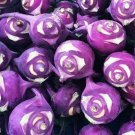 Kohlrabi Seeds 300+ Purple Vienna Vegetable Culinary Fresh Garden