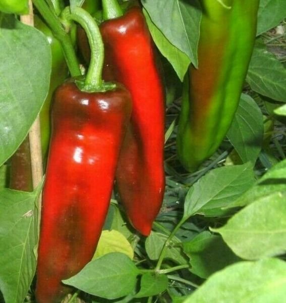 Marconi Pepper Seeds 30+ Seeds Rare Sweet Pepper Italian Cuisine Fresh Garden