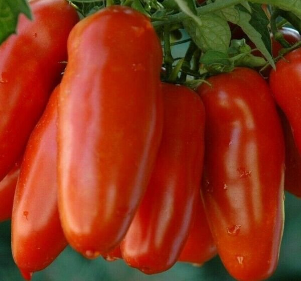 San Marzano Tomato Seeds 100+ Vegetables Sauce Salad Fresh Garden