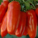 San Marzano Tomato Seeds 100+ Vegetables Sauce Salad Fresh Garden