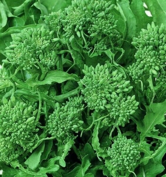 Broccoli Seeds 500+ Spring Raab Rapini Vegetables Non Gmo Fresh Garden