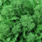 Broccoli Seeds 500+ Spring Raab Rapini Vegetables Non Gmo Fresh Garden