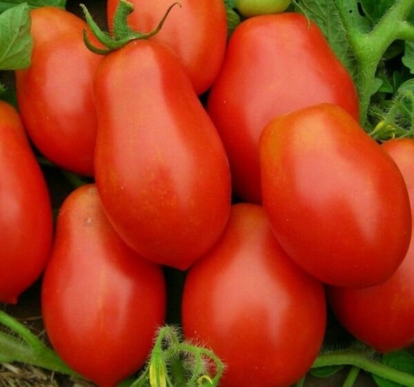 Roma Tomato Seeds 100+ Vegetables Sauce Salad Non Gmo Fresh Garden