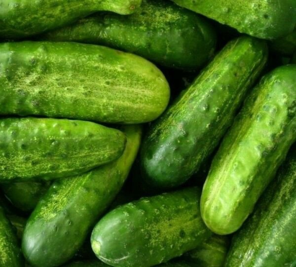 Cucumber Seeds 50+ National Pickling Vegetable Pickling Fresh Garden