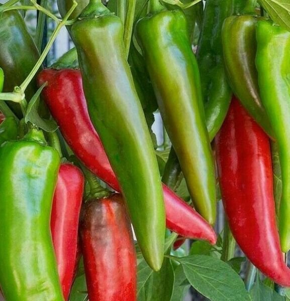 Anaheim Chili Pepper Seeds 50+ Vegetable Hot Spicy Salsa Fresh Garden