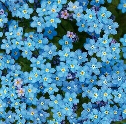 Forget Me Not Seeds 100+ Chinese Blue Wildflower Annual Fresh Garden