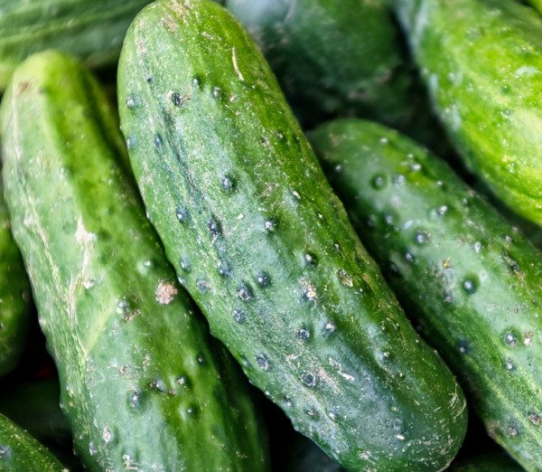 Spacemaster Bush Cucumber Seeds 50+ Vegetable Pickling Fresh Garden