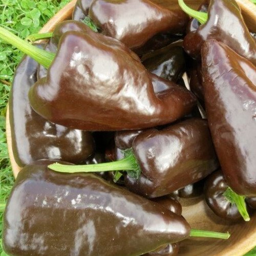 Mulato Isleno Pepper Seeds 30+ Vegetable Hot Spicy Salsa Fresh Garden