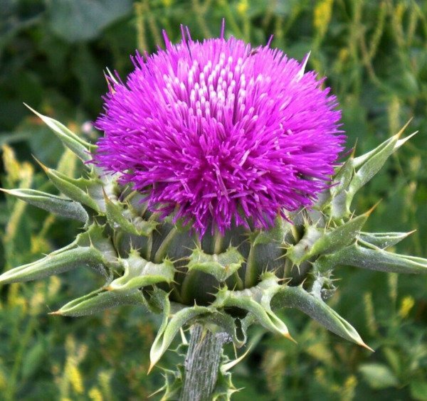 Milk Thistle Seeds 50+ Herb Flower Biennial Silybum Marianum Fresh Garden