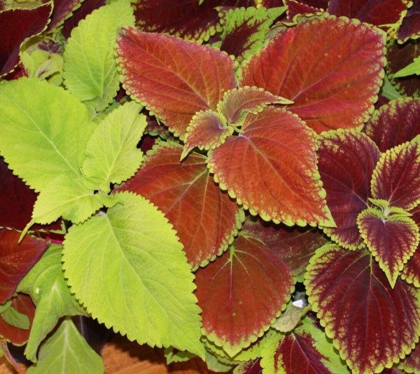 Coleus Seeds 100+ Rainbow Mix Annual Flower "Painted Leaves" Fresh Garden