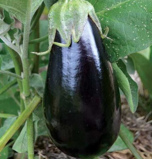 Florida Market Eggplant Seeds 50+ Culinary Asian Cuisine Fresh Garden