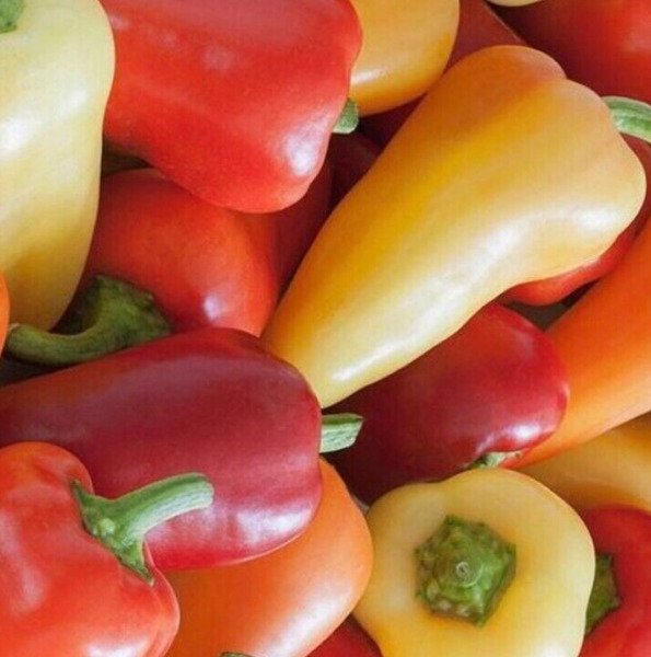 Santa Fe Hot Pepper Seeds 50+ "Grande" Vegetable Hot Pepper Fresh Garden