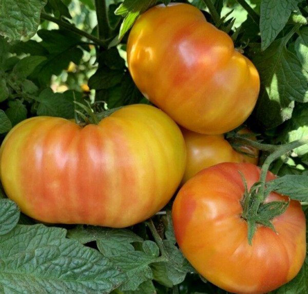 Hillbilly Tomato Seeds 50+ Beefsteak Indeterminate Vegetable Fresh Garden