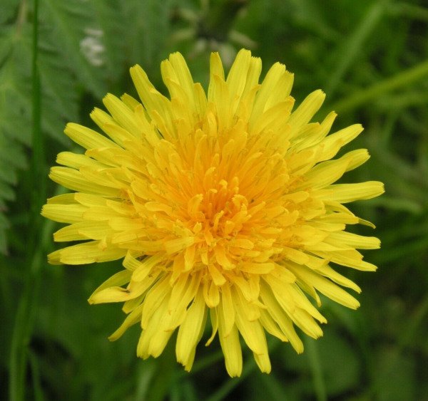 Dandelion Seeds 100+ "True" Herb Perennial Culinary Teas Fresh Garden