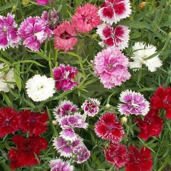 Chinese Pinks Flower Seeds 300+ Annual Dianthus Chinensis Fresh Garden