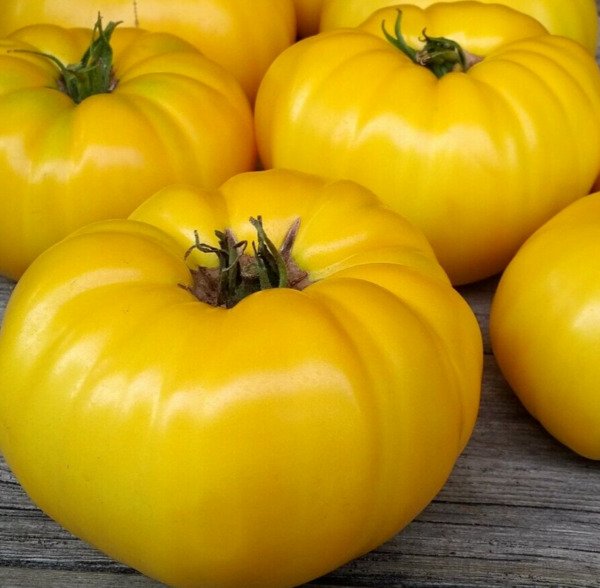 Yellow Beefsteak Tomato Seeds 30+ Vegetables Indeterminate Fresh Garden