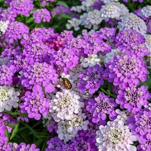 Candytuft Seeds 500+ Annual Globe Flower Mixed Colors Pink White Fresh Garden