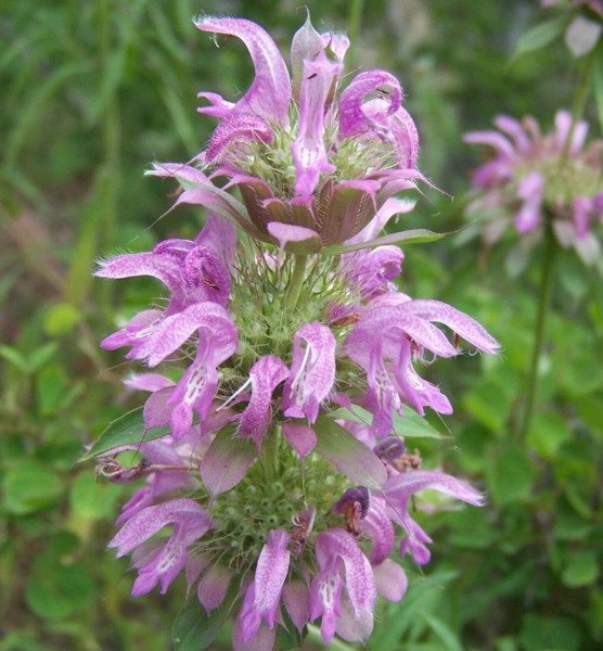 Lemon Mint Seeds 300+ Monarda Citriodora Perennial Herb Fresh Garden