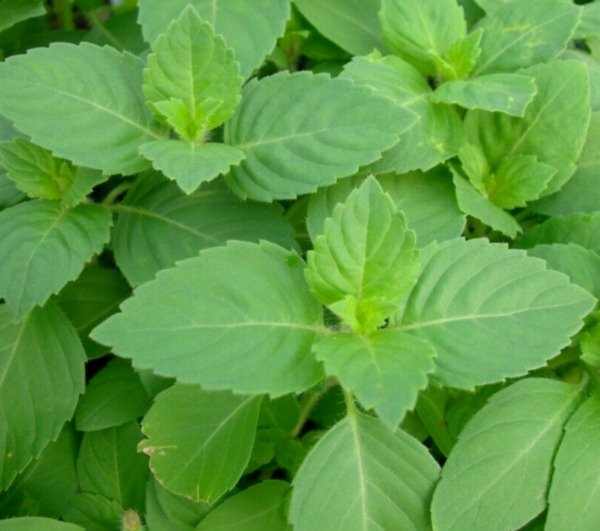 Tulsi Basil Seeds 200+ Green Leaf Holy Basil Vegetable Herb Fresh Garden