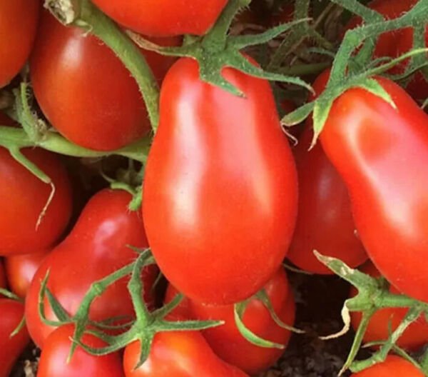 Italian Roma Tomato Seeds 50+ Determinate Vegetables Sauce Fresh Garden