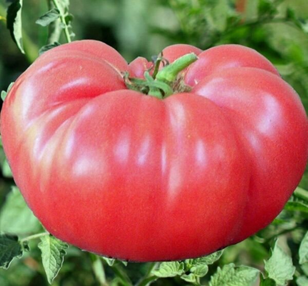 Pink Brandywine Tomato Seeds 50+ Indeterminate Vegetable Fresh Garden