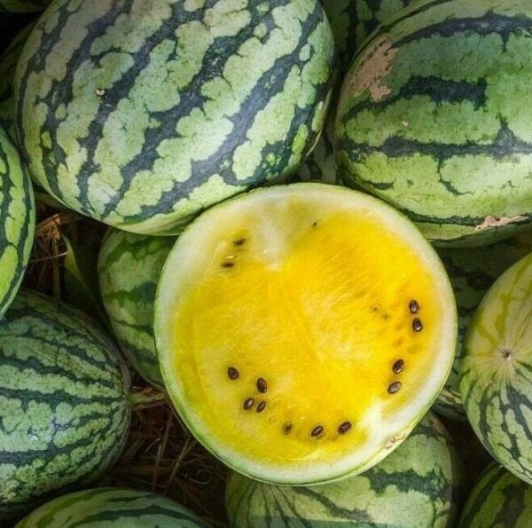 Yellow Crimson Watermelon Seeds 15+ Melons Fruit Avg Wt 10 Lbs Fresh Garden