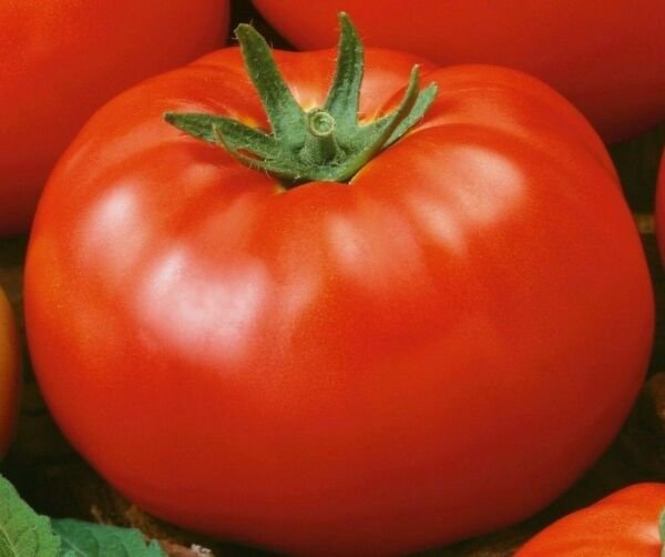 Red Brandywine Tomato Seeds 50+ Indeterminate Vegetable Fresh Garden