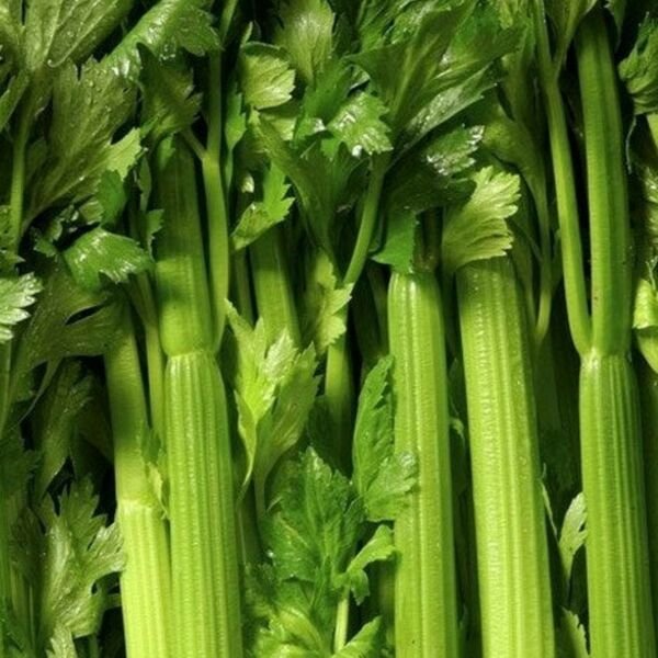 Tendercrisp Celery Seeds 1000+ Vegetable Soups Stews Snacks Fresh Garden