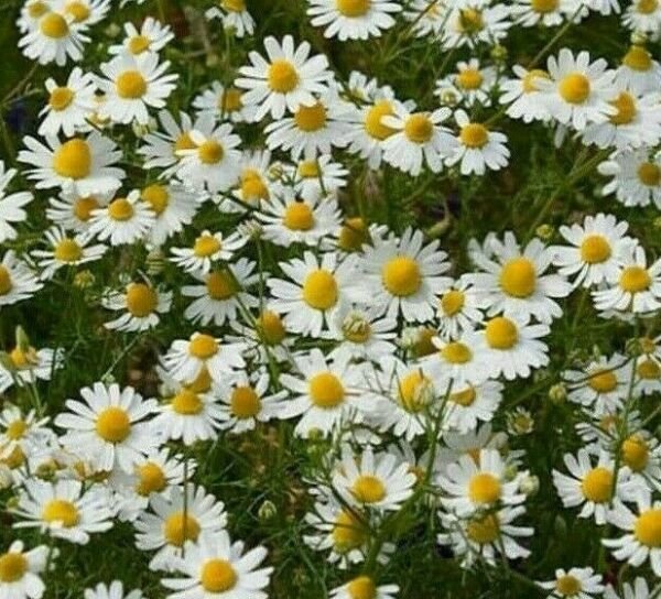 German Chamomile Seeds 2000+ Fragrant Annual Herb Tea Fresh Garden