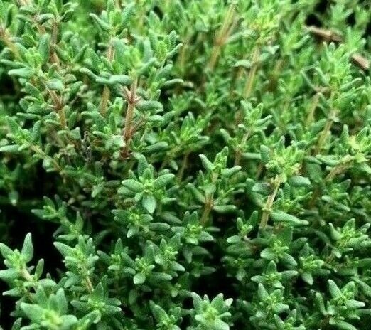 Common Thyme Seeds 3000+ Thymus Vulgaris Herb Non Gmo Fresh Garden