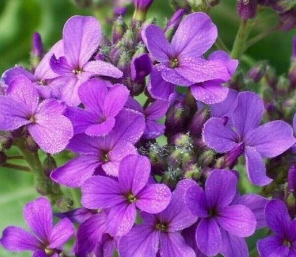 Dame'S Rocket Flower Seeds 500+ Biennial Purple Flower Bees Fresh Garden