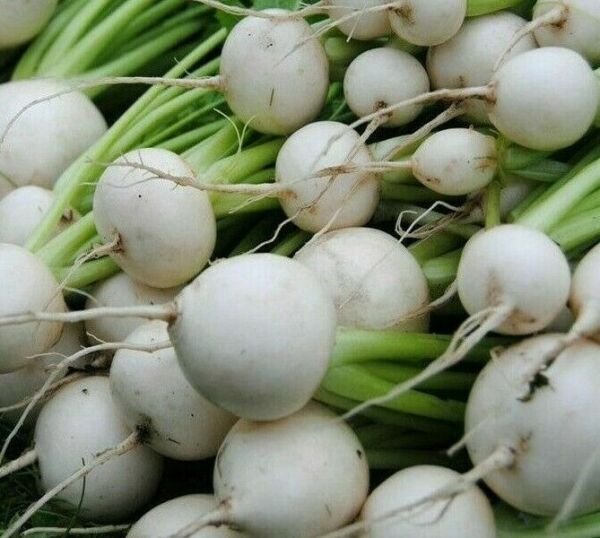 White Egg Turnip Seeds 500+ Vegetable Soups Stews Stir Fry Fresh Garden