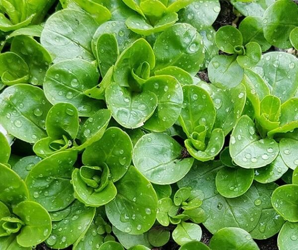 Dutch Corn Salad Seeds 200+ Broad Leaved Mache Lamb'S Lettuce Fresh Garden