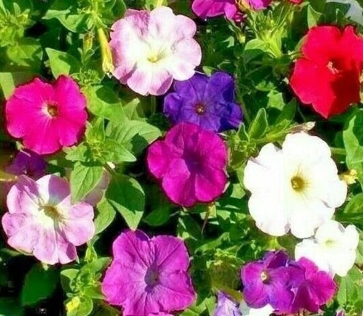 Petunia Seeds 2000+ Dwarf Mix Variety Annual Flower Bees Fresh Garden