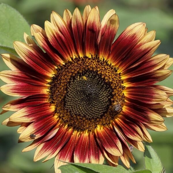 Evening Sun Sunflower Seeds 30+ Annual Flowers Bees Fresh Garden