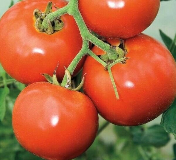 Manitoba Tomato Seeds 50+ Determinate Short Season Vegetables Fresh Garden