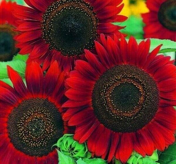 Red Sun Sunflower Seeds 20+ Annual Flowers Bees Birds Fresh Garden
