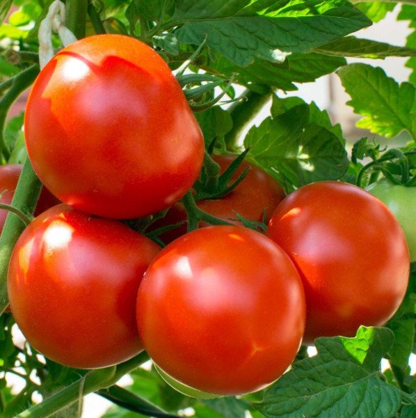 Oregon Spring Tomato Seeds 50+ Vegetables Determinate Fresh Garden