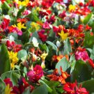 5 Mixed Canna Lily Generalis Mix Colors Red Yellow Hummingbird Flower Seeds Fresh Garden