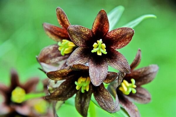 10 Chocolate Lily Black Kamchatka Brown Fritillaria Camschatcensis Flower Seeds Fresh Garden