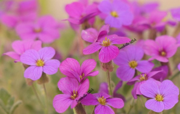 150 Spring Charm Rockcress Rose Rock Cress Arabis Arendsii Flower Mix Seeds Fresh Garden