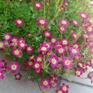 50 Purple Robe Saxifraga Saxifraga Arendsii Moss Rockfoil Evergreen Flower Seeds Fresh Garden
