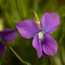 100 Prairie Violet Purple Viola Coastal Larkspur Pedatifida Palmata Flower Seeds Fresh Garden