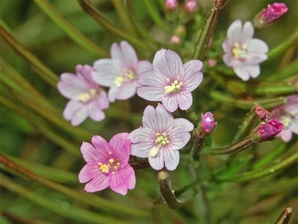 100 Cinnamon Willowherb Eastern Purpleleaf Epilobium Coloratum Flower Seeds Fresh Garden