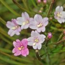 100 Cinnamon Willowherb Eastern Purpleleaf Epilobium Coloratum Flower Seeds Fresh Garden