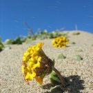 20 Yellow Sand Verbena Coastal Abronia Latifolia Arenaria Flower Seeds Fresh Garden