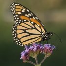 150 Buenos Aires Verbena Brazilian Purple Bonariensis Patagonica Flower Seeds Fresh Garden