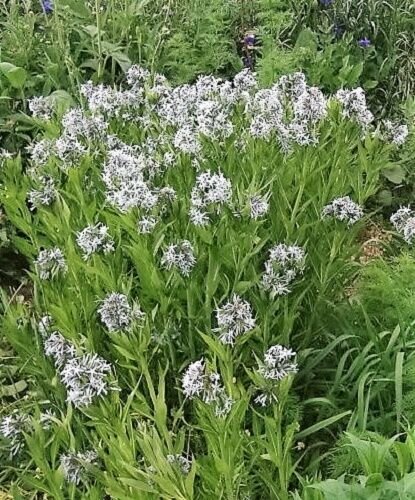 10 Shining Bluestar Ozark Or Showy Blue Star Amsonia Illustris Flower Seeds Fresh Garden