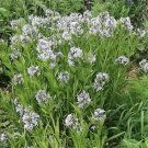 10 Shining Bluestar Ozark Or Showy Blue Star Amsonia Illustris Flower Seeds Fresh Garden
