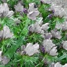 25 White Viper'S Bugloss Echium Plantagineum White Bedder Flower Seeds Fresh Garden